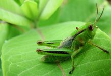 El canto sagrado de los grillos